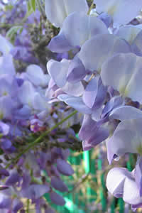 wisteria of blauwe regen